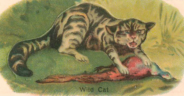 wild cat